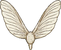 The winged samara seed emblem of Maison Samara